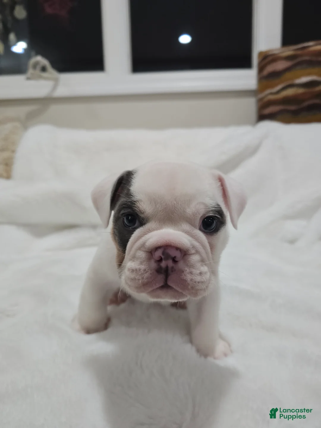 English Bulldog dogs for sale: English Bulldog Puppy 1 - Ad 1