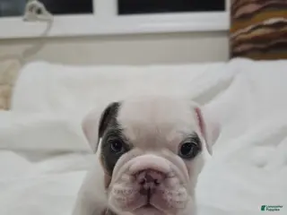 English Bulldog dogs English Bulldog Puppy 1 - Ad 3