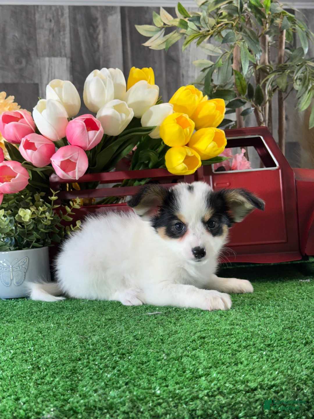 Papillon dogs for sale: Rocky 🚂 - Ad 2