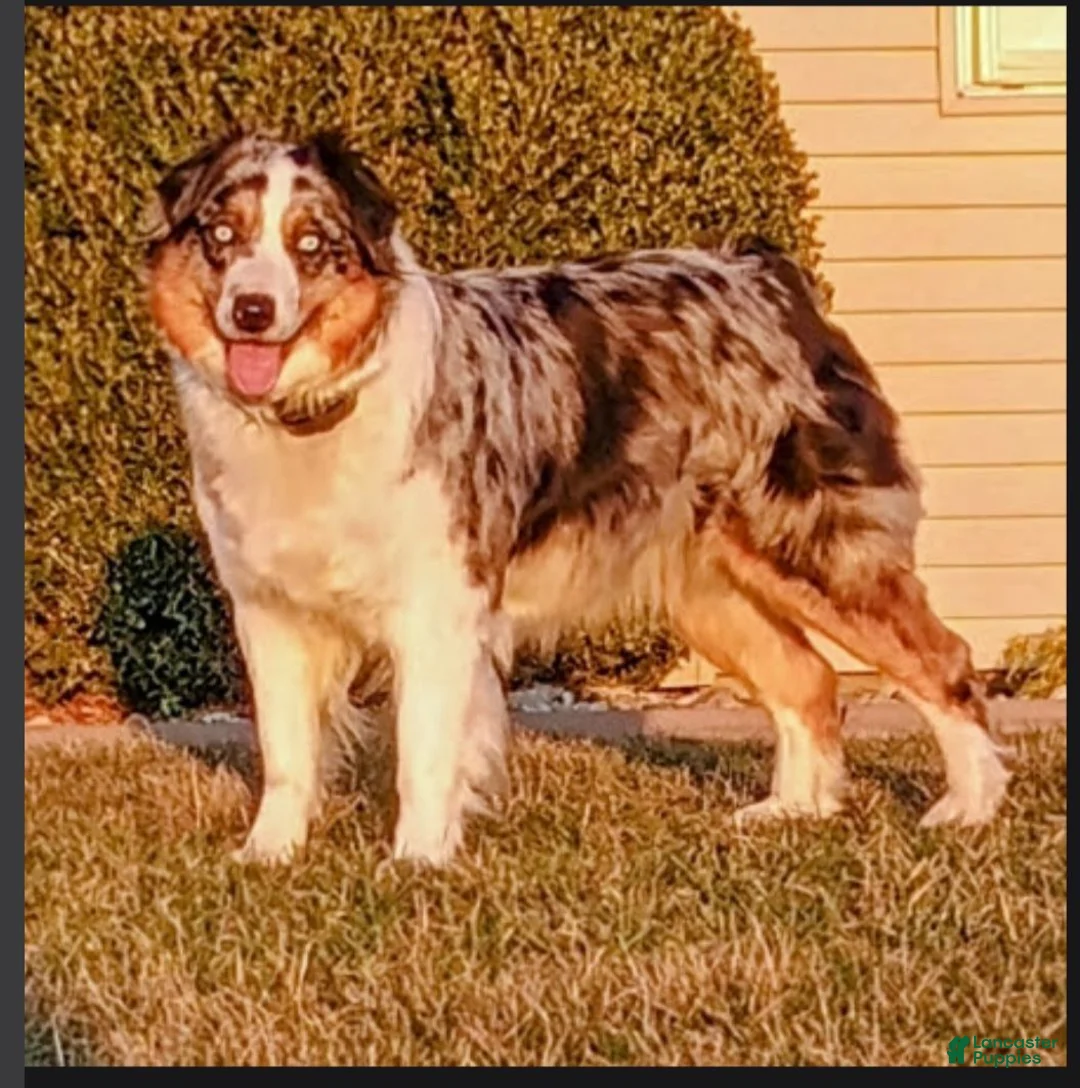 Australian Shepherd dogs for sale: Lady Adele`de - Ad 7