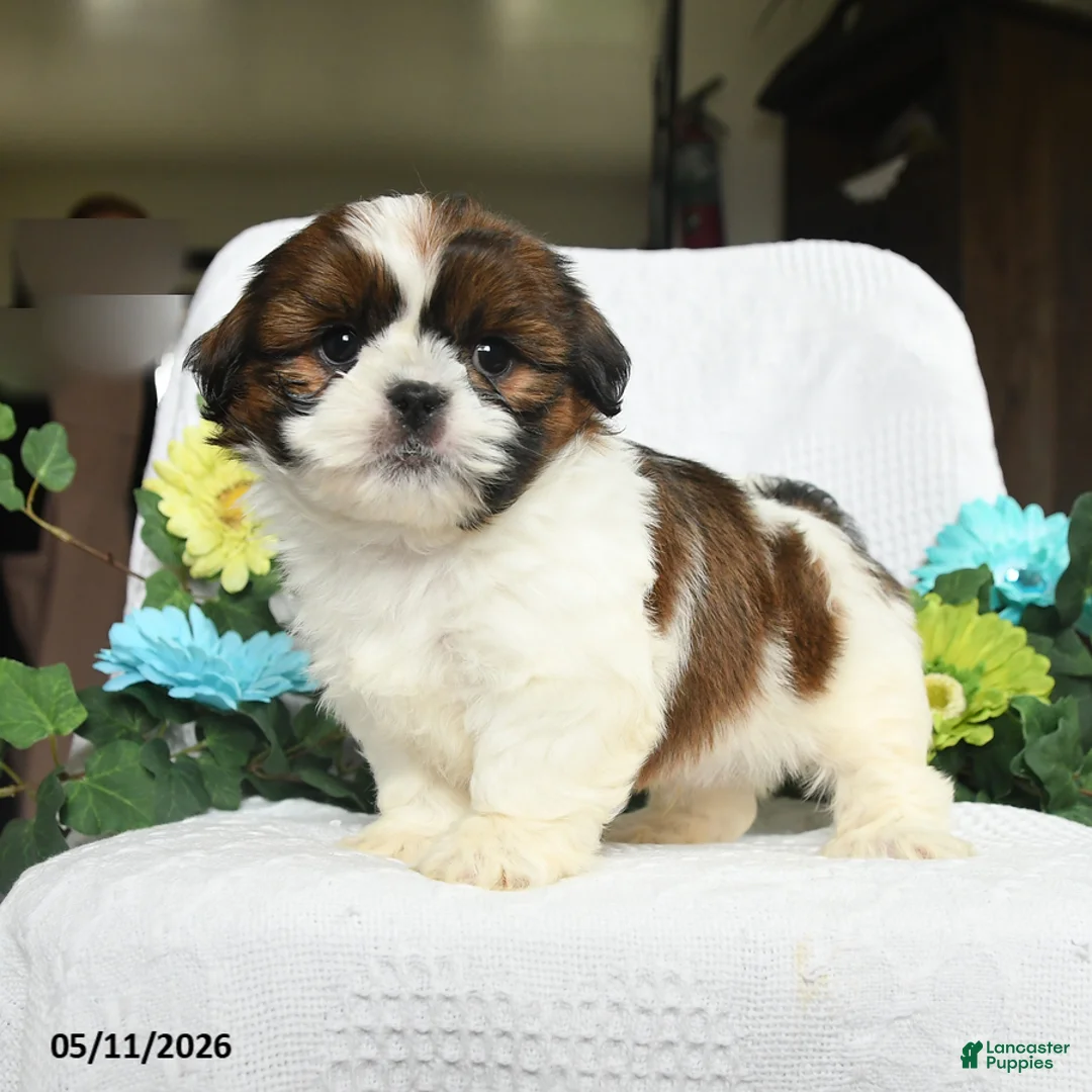 Shih Tzu dogs for sale: Jackson  - Ad 3