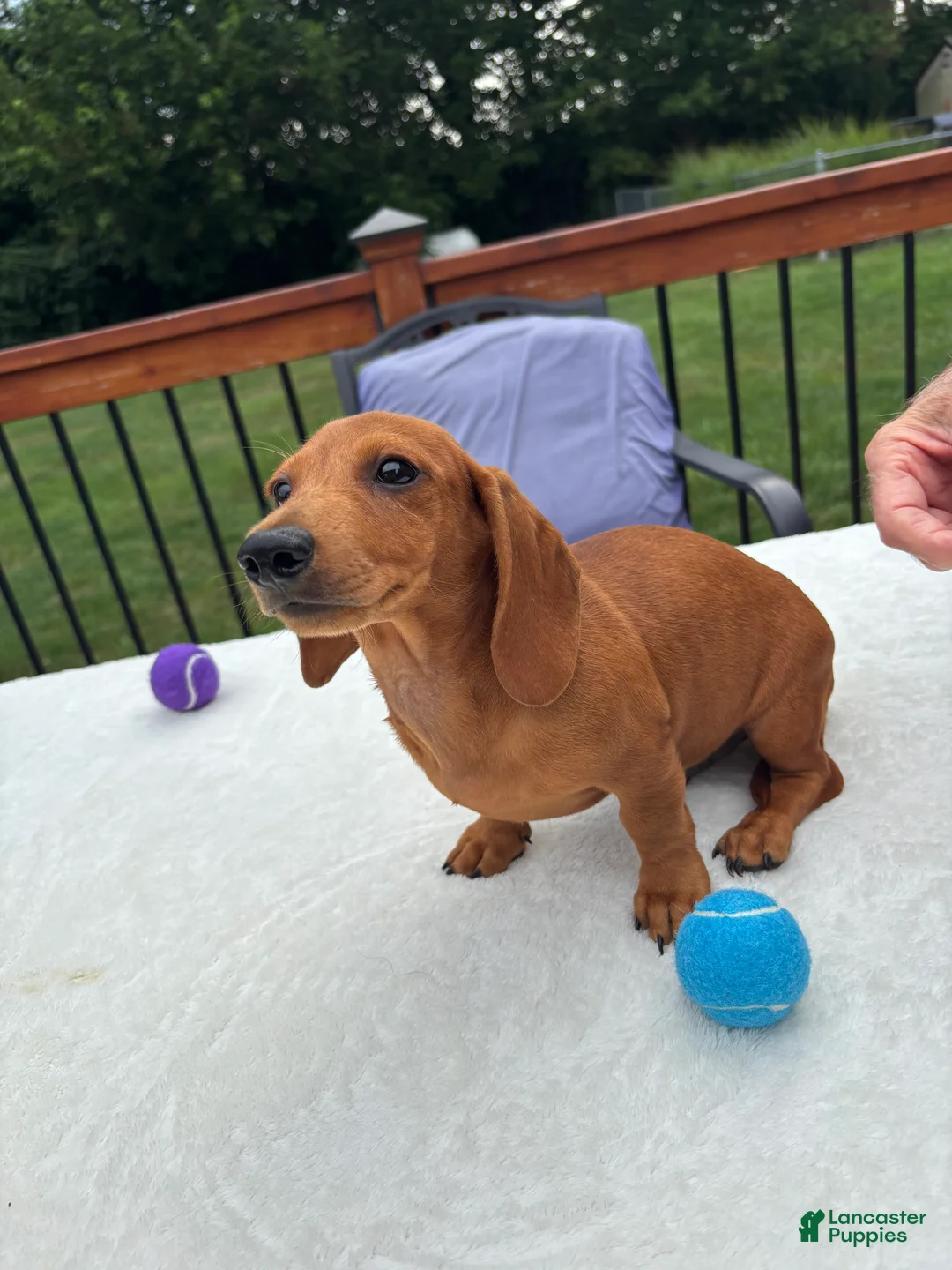 Miniature Dachshund dogs for sale: Rex - Ad 6