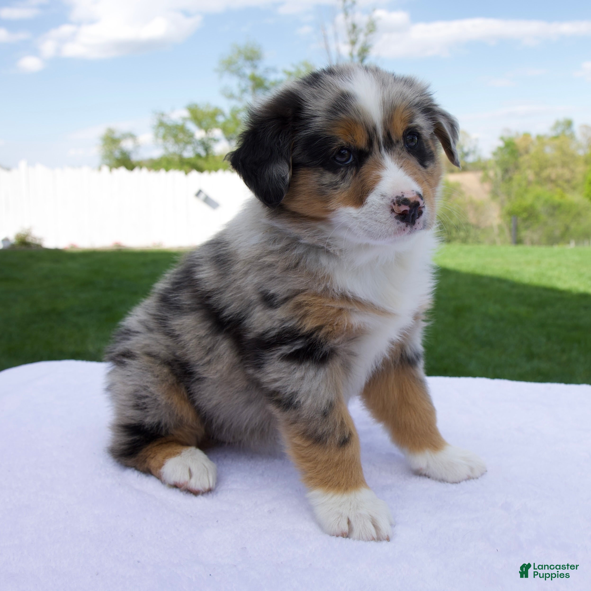 Australian Shepherd dogs Penny - Ad 2