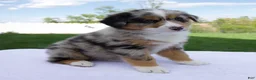 Australian Shepherd dogs for sale: Penny - Ad 2