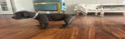 Cane Corso dogs for sale: Cane Corso Puppy 6 - Ad 3