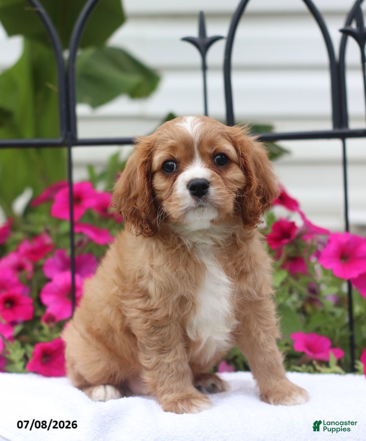 Cavalier King Charles Spaniel dogs Stan - Ad 1