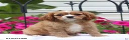 Cavalier King Charles Spaniel dogs for sale: Stan - Ad 1