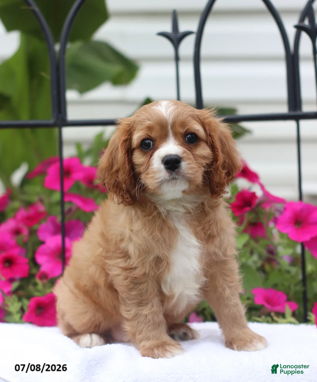 Cavalier King Charles Spaniel dogs for sale: Stan - Ad 1