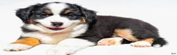 Miniature Australian Shepherd dogs for sale: Zoey - Ad 6