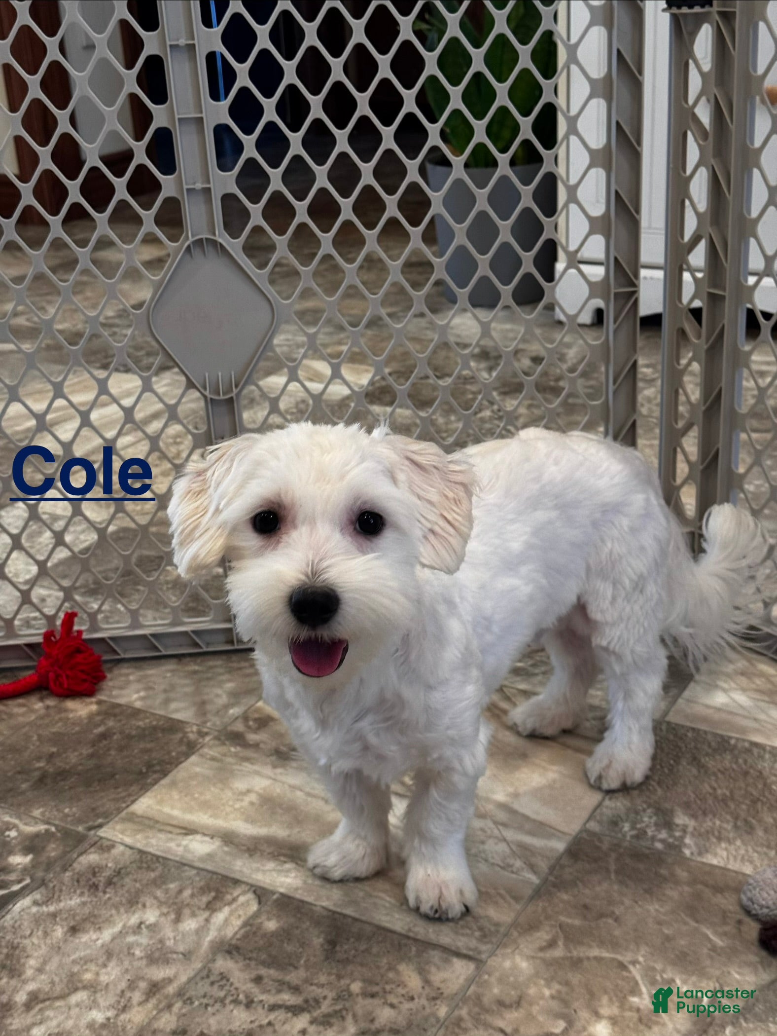 Coton De Tulear dogs Cole - Ad 5