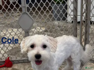 Coton De Tulear dogs Cole - Ad 5