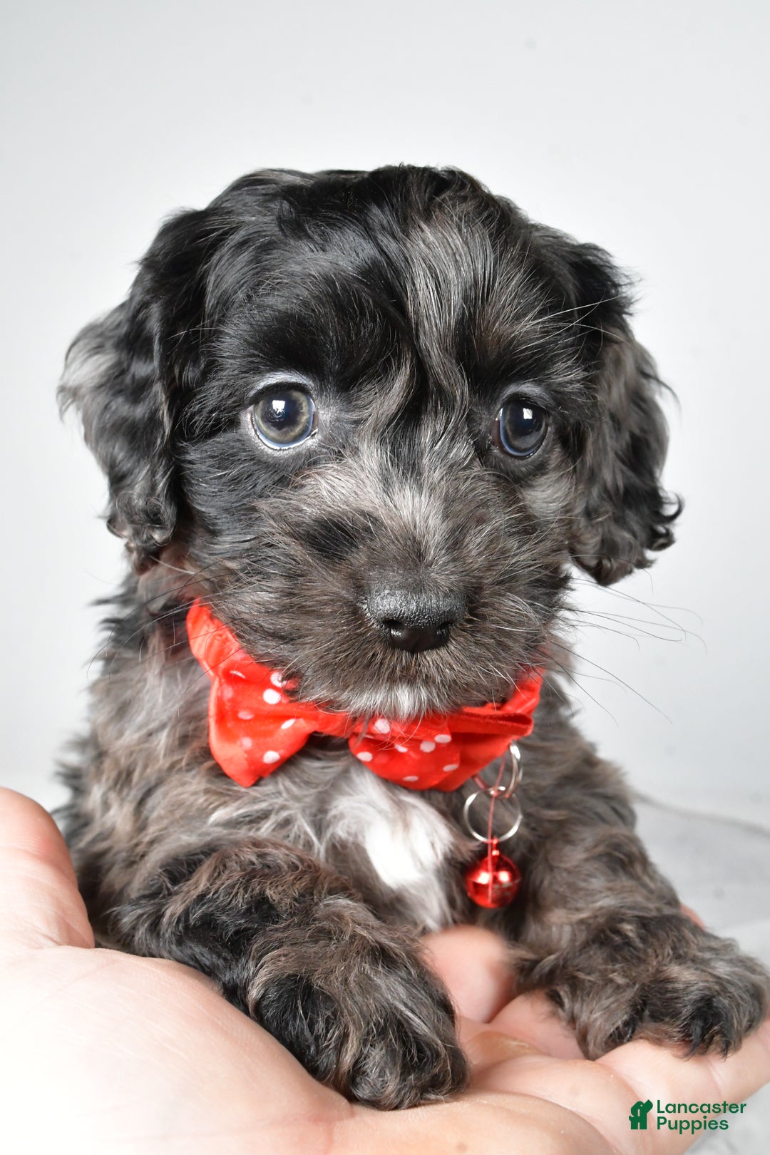 Cockapoo dogs for sale: Austin - Ad 7