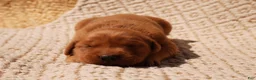 Golden Retriever dogs for sale: Daisy -AKC, Genetically Clear - Ad 69
