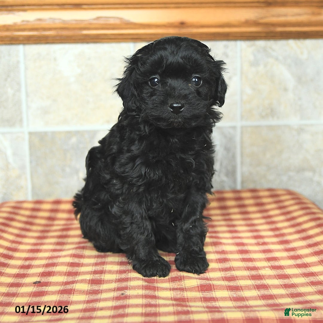 Yorkiepoo dogs for sale: Eva - Ad 3