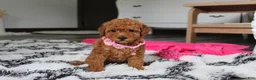 Bichpoo dogs for sale: Jenny - Ad 3