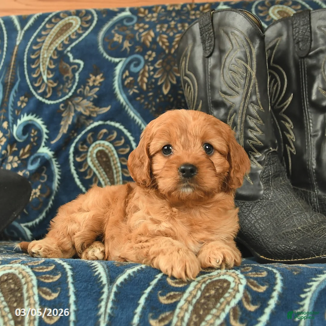 Cavapoo dogs for sale: Tucker  - Ad 2