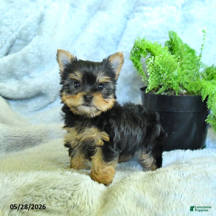 Yorkshire Terrier dogs Satin - Ad 1