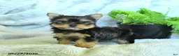 Yorkshire Terrier dogs for sale: Satin - Ad 1