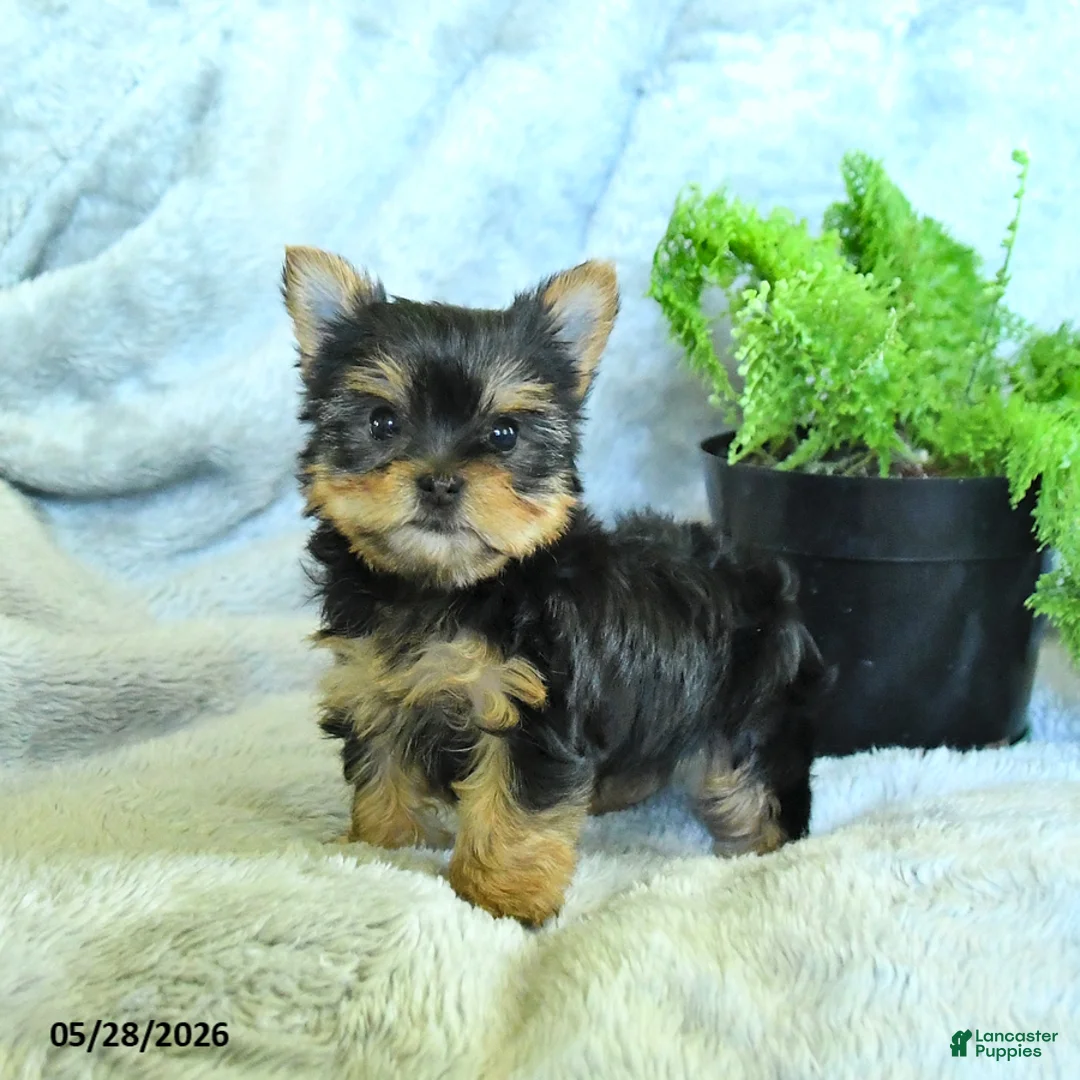 Yorkshire Terrier dogs for sale: Satin - Ad 1