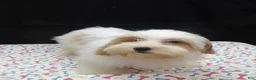 Shihpoo dogs for sale: Jacky  - Ad 5