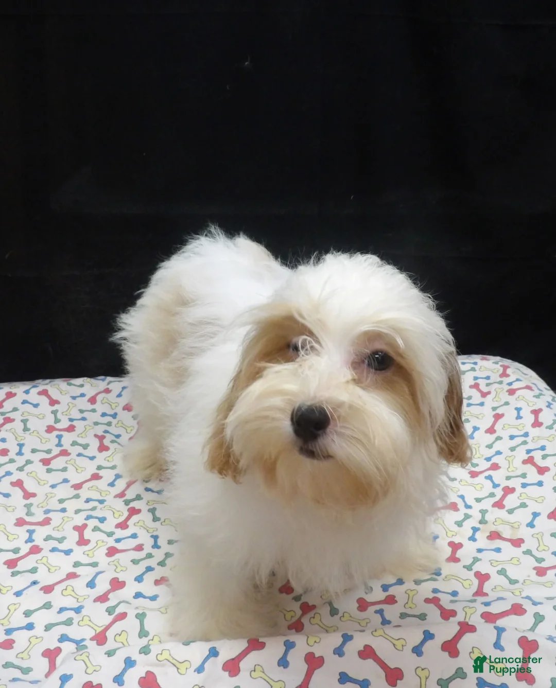 Shihpoo dogs for sale: Jacky  - Ad 5
