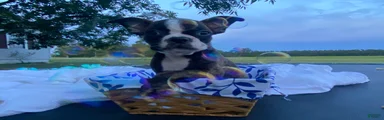 Boston Terrier 3
