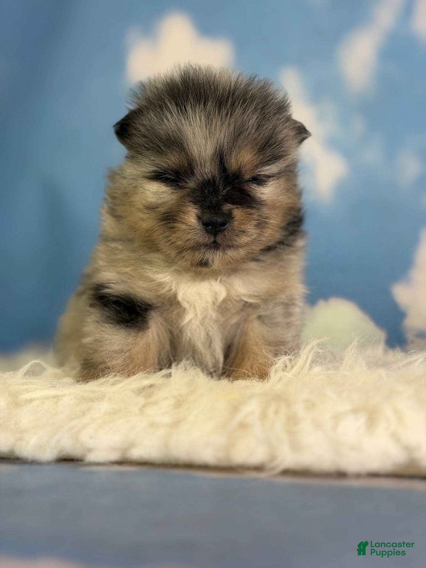 Pomeranian dogs ACA Picasso tiny - Ad 2