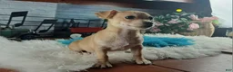 Chihuahua dogs for sale: Nationwide delivery. Popcorn yellow boy - Ad 6