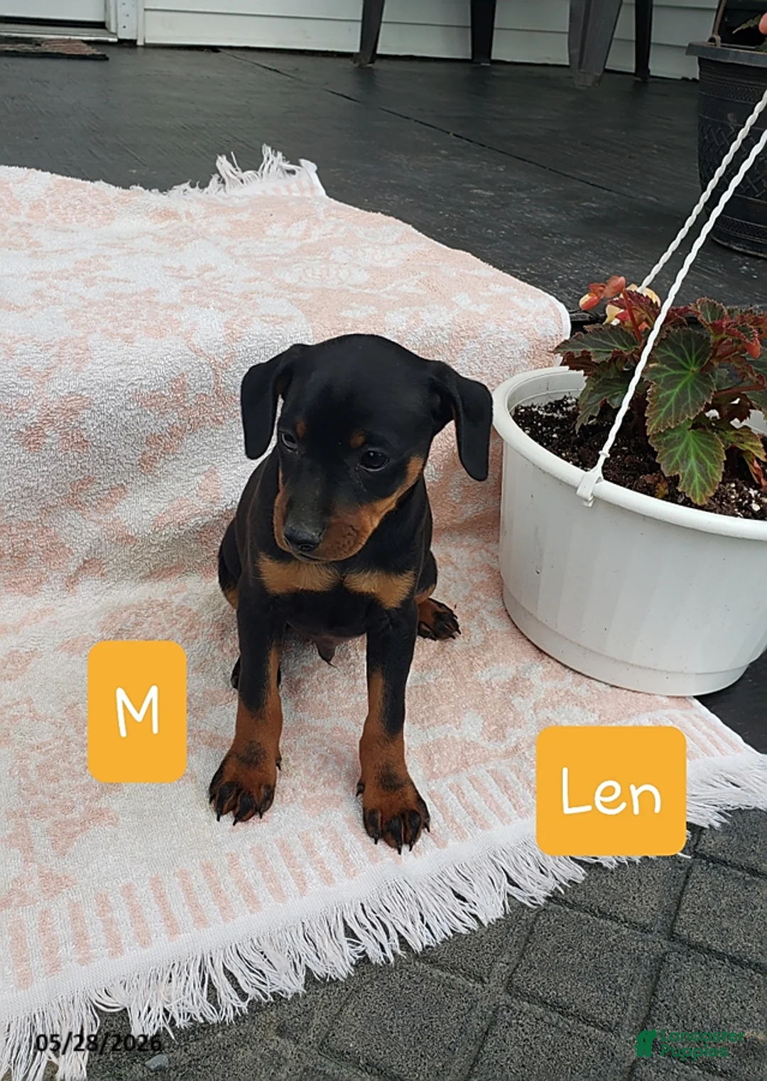 Mixed Breed dogs for sale: Len - Ad 1