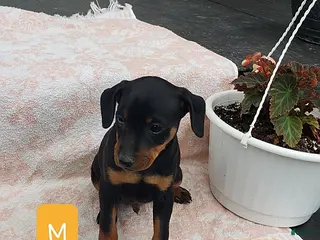 Mixed Breed dogs Len - Ad 18