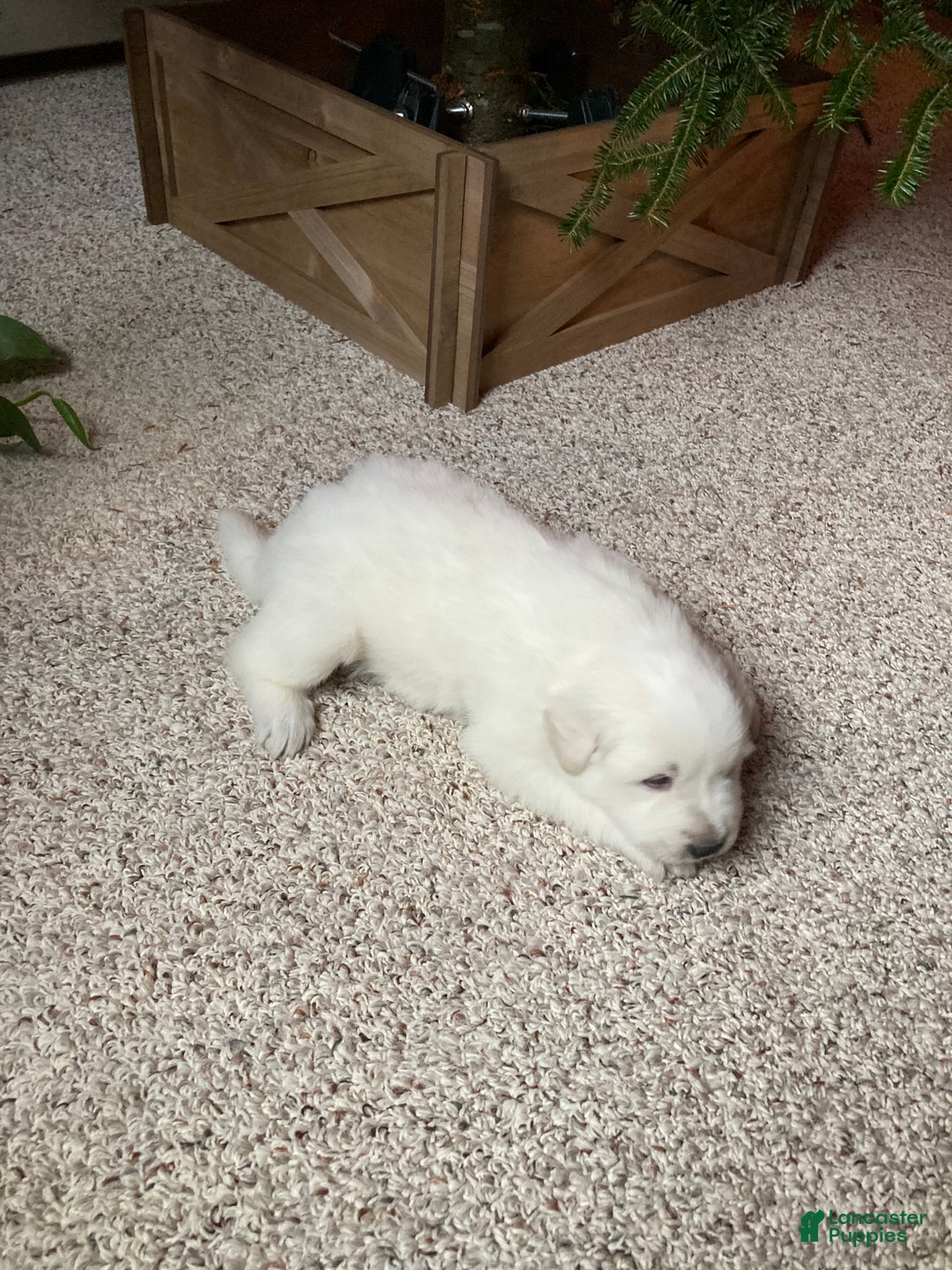 Great Pyrenees dogs for sale: Great Pyrenees Male Puppy - Orange  - Ad 6