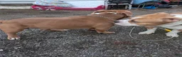 American Bully dogs for stud: Scoot ABKC  - Ad 9