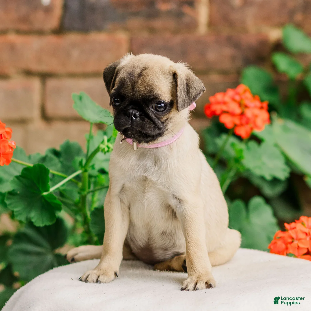 Pug dogs for sale: Sugar  - Ad 3