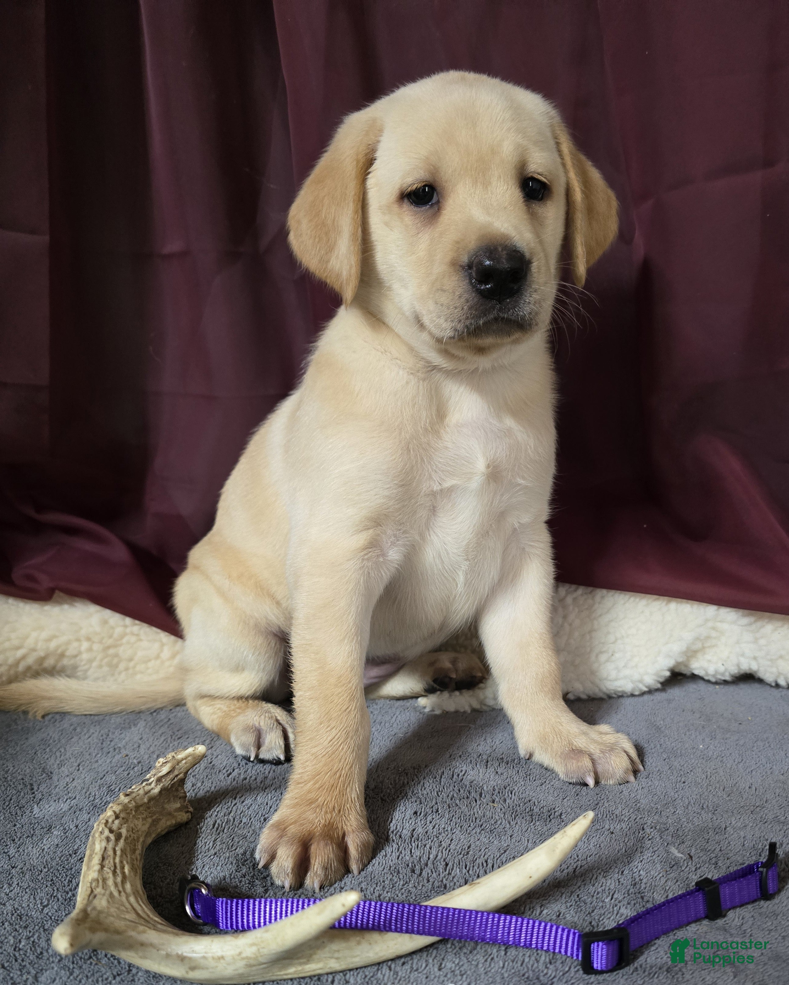 Labrador Retriever dogs Purple collar Labrador Puppy - Ad 1