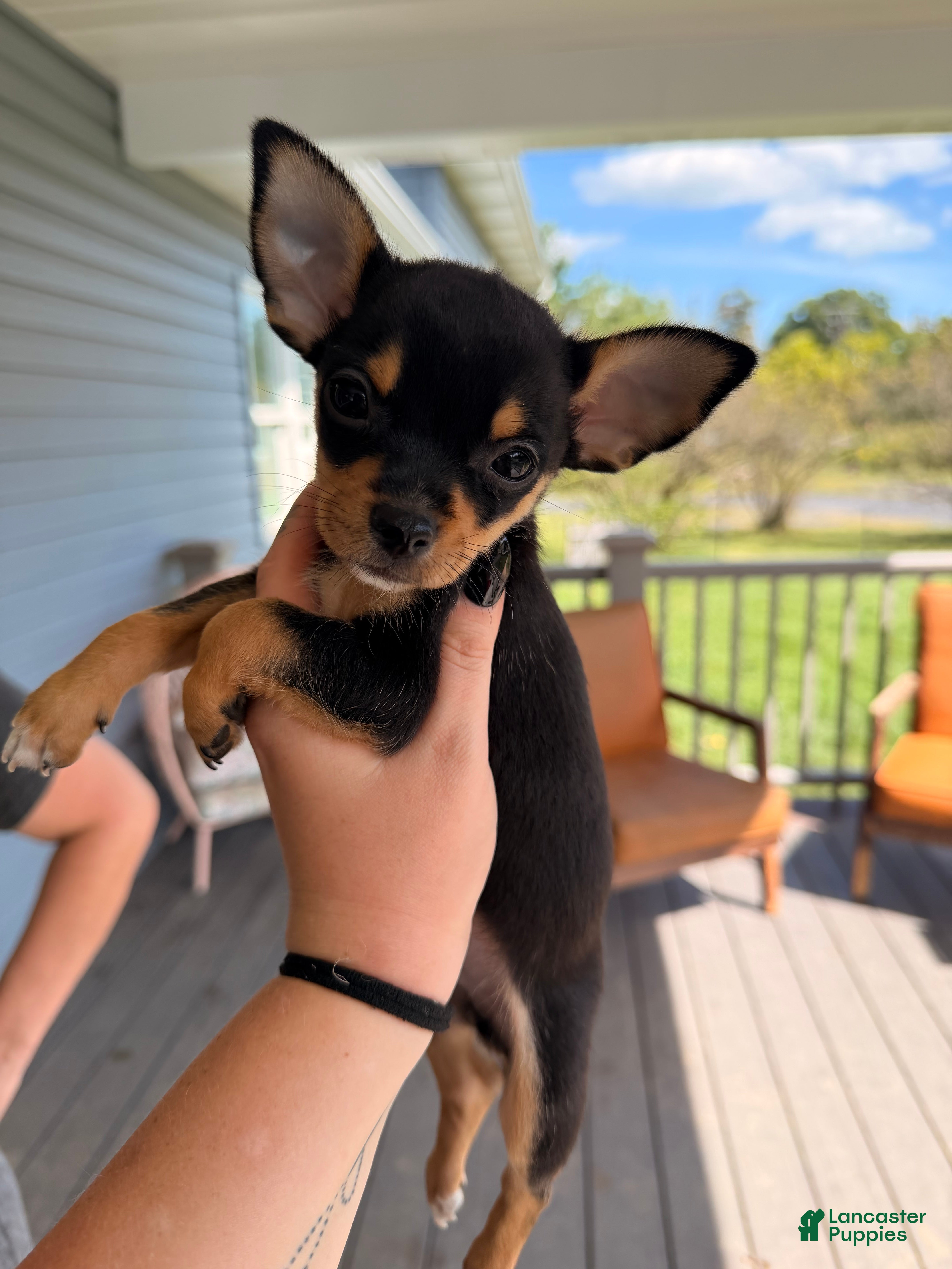 Chihuahua dogs Margerine  - Ad 1
