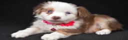 Miniature Australian Shepherd dogs for sale: Donna - Ad 4