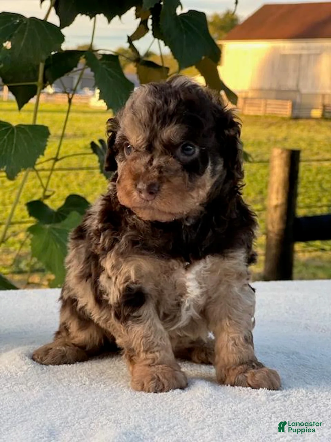 Aussiedoodle dogs for sale: Toffee Miniature Aussiedoodle  - Ad 1