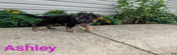 German Shepherd dogs for sale: Ashley - Ad 8