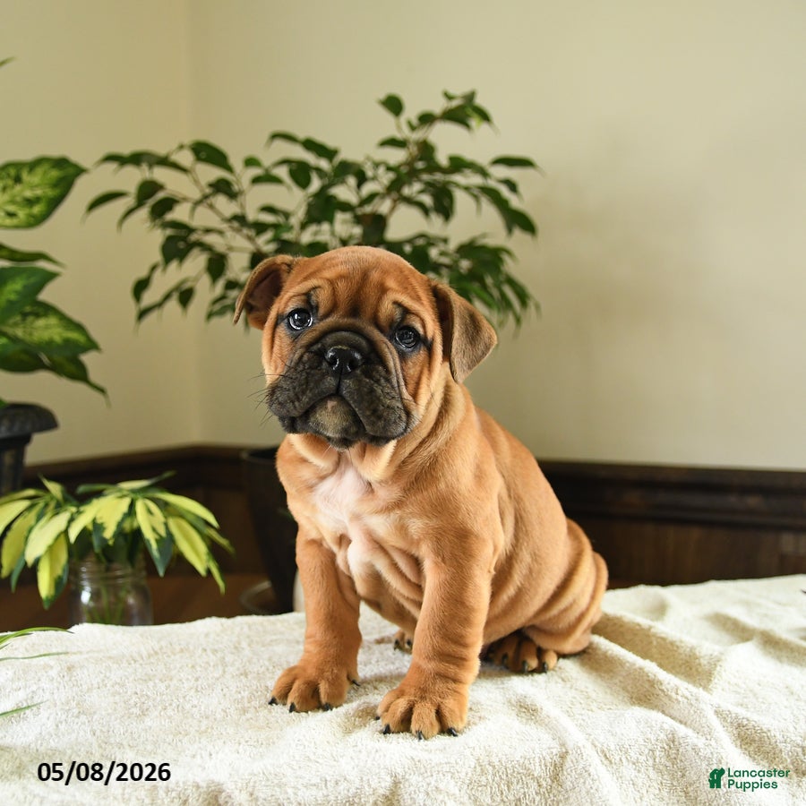 English Bulldog dogs Eleanor - Ad 1