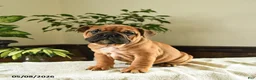 English Bulldog dogs for sale: Eleanor - Ad 1