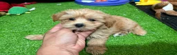 Maltipoo dogs for sale: Rose - Ad 1