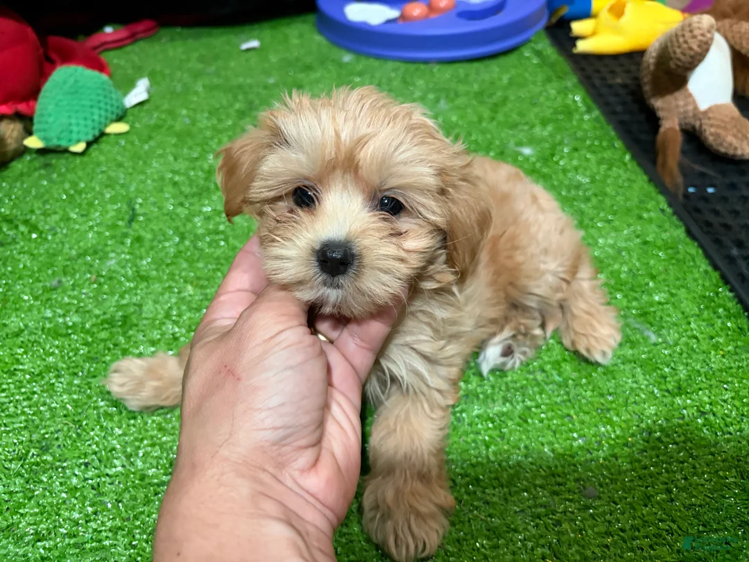 Maltipoo dogs for sale: Rose - Ad 1