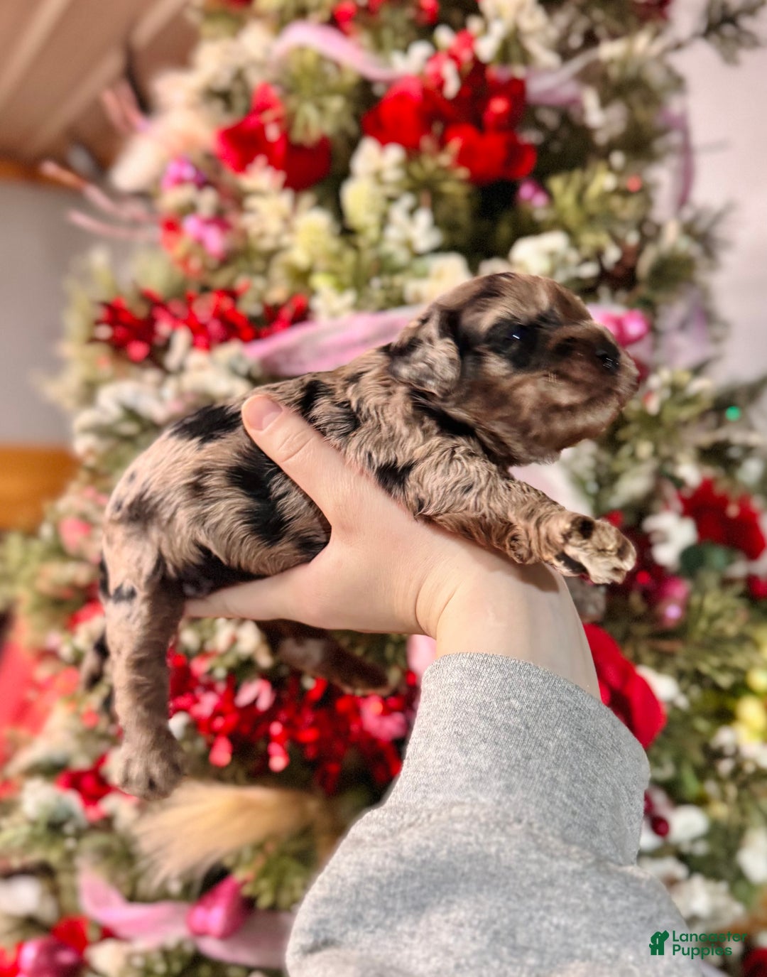 Cockapoo dogs for sale: Cockapoo Puppy 6 - Ad 2