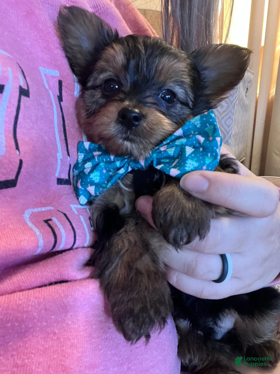 Yorkshire Terrier dogs for sale: Yorkshire Terrier Puppy 2 - Ad 2