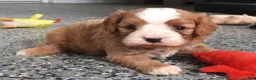 Cavapoo dogs for sale: #1 Male (Linda's) - Ad 6