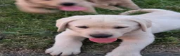 Labrador Retriever dogs for sale: Meet Your New Best Friend! Beautiful Yellow Female Labrador Retriever Puppies Available 💛 - Ad 3