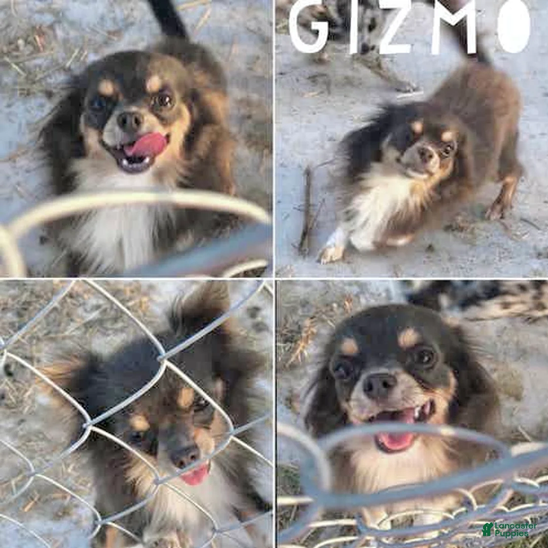 Chihuahua dogs for sale: Fiona Blue Tricolor Long Coat - Ad 9