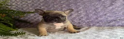 French Bulldog dogs for sale: Cookie - Ad 5