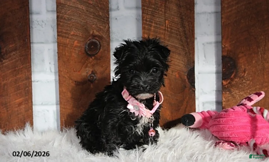 Yochon dogs for sale: Millie - Ad 3