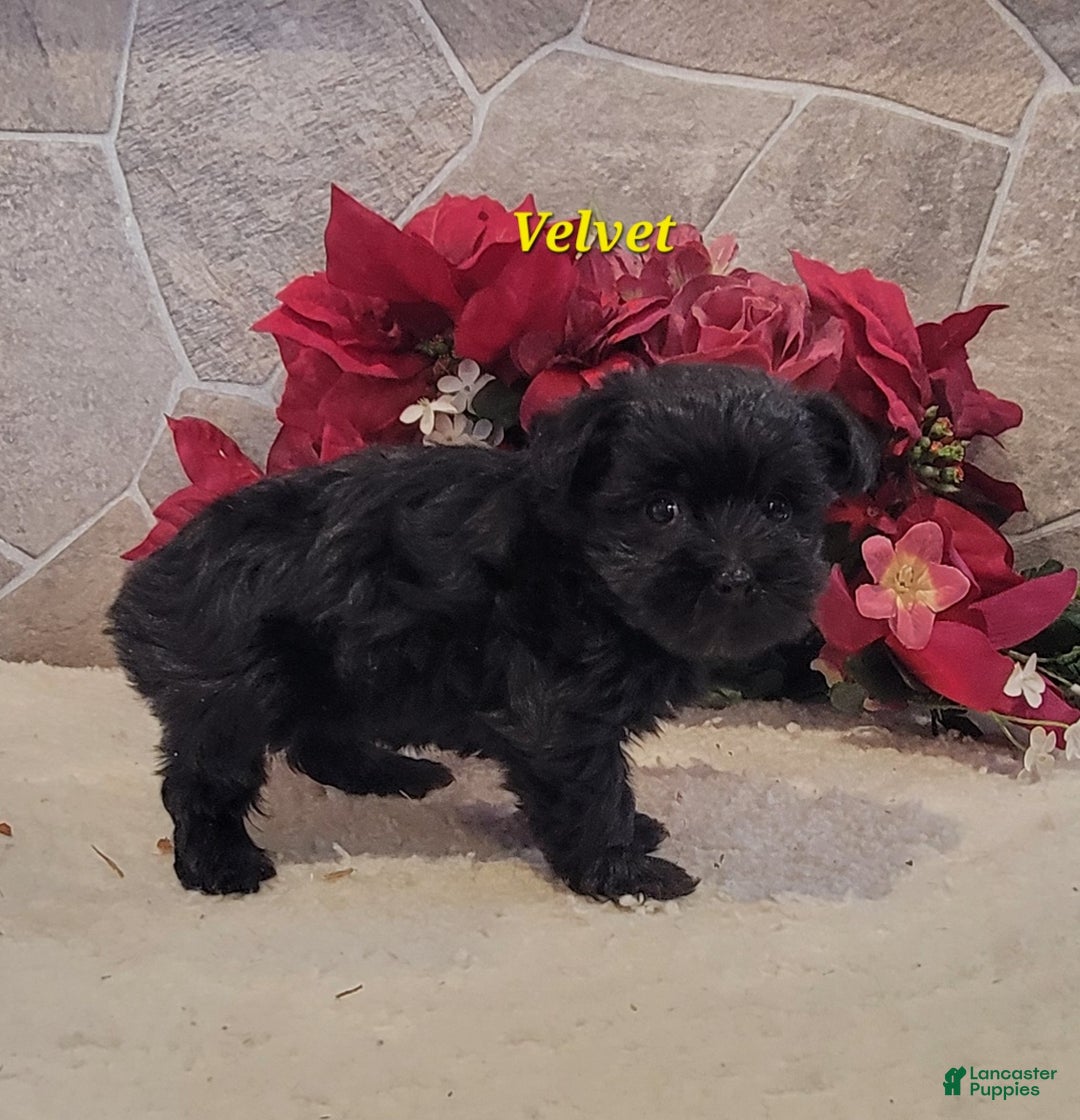 Morkie dogs for sale: Velvet - Ad 3